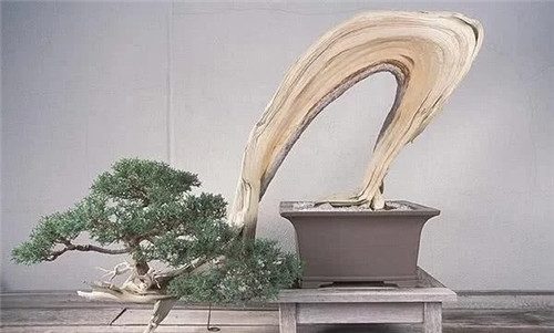 枝干經過精雕細琢，顯得別致生動有個性