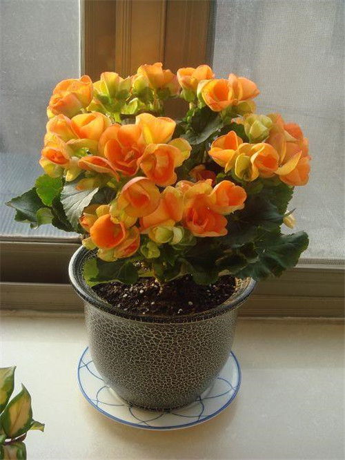 麗格海棠可以花開一年不斷