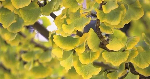 這些苗木中的“搖錢樹”,種下就能穩賺不賠