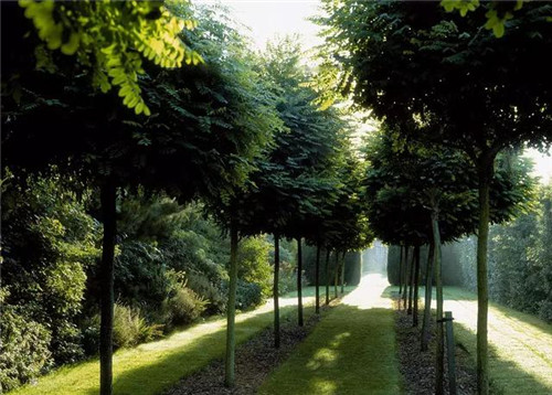 這些苗木中的“搖錢樹”,種下就能穩賺不賠