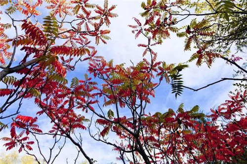 這些苗木中的“搖錢樹”,種下就能穩賺不賠