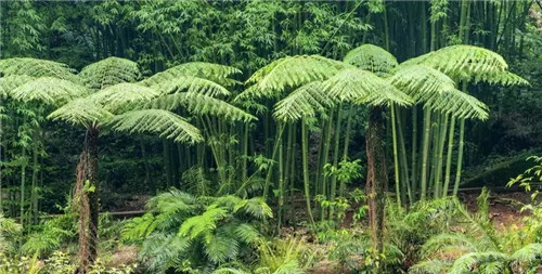 瀕危植物欣賞：桫欏（蛇木）