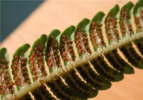 瀕危植物欣賞：桫欏（蛇木）