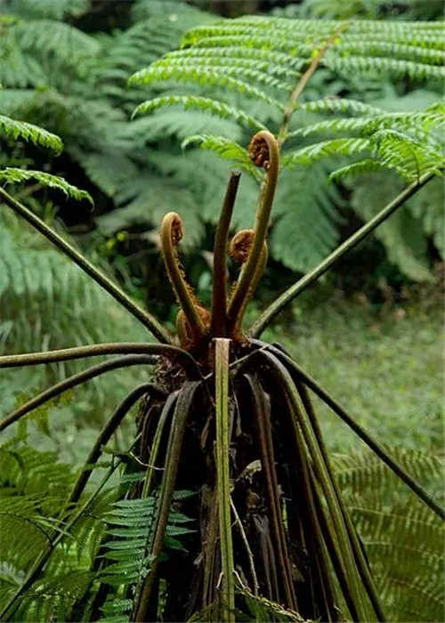 瀕危植物欣賞：桫欏（蛇木）
