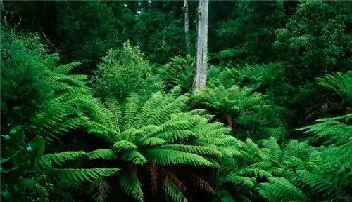 瀕危植物欣賞：桫欏（蛇木）