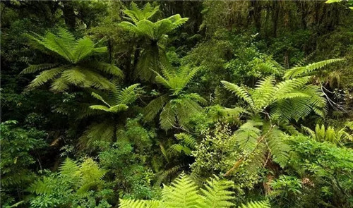 瀕危植物欣賞：桫欏（蛇木）