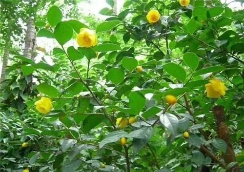 瀕危植物欣賞：“山茶皇后”金花茶