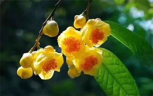 瀕危植物欣賞：“山茶皇后”金花茶