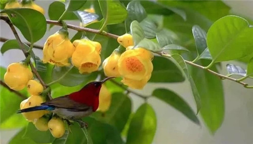 瀕危植物欣賞：“山茶皇后”金花茶