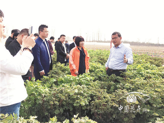 范保星 牡丹是一生的事業(yè)