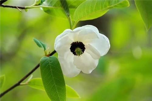 云南發現珍貴新樹種被衛星看護