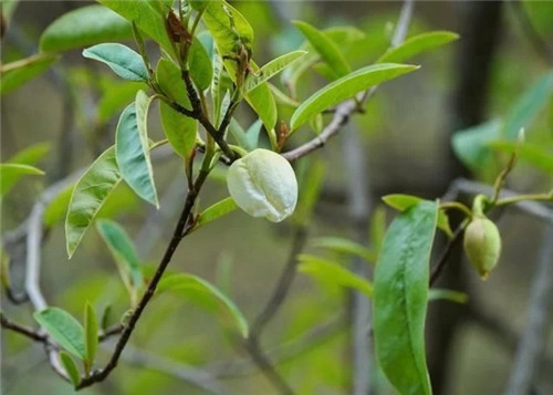 云南發現珍貴新樹種被衛星看護