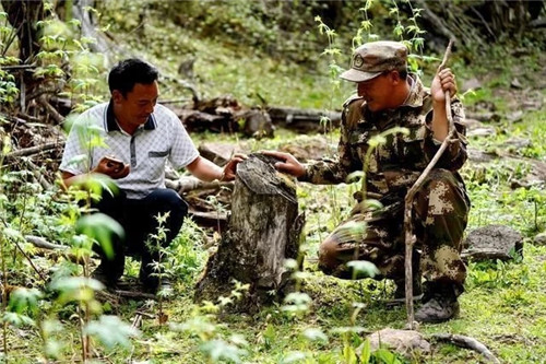 云南發現珍貴新樹種被衛星看護