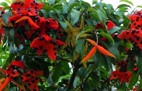 極具種植潛力的鄉(xiāng)土樹種“鳳眼果”