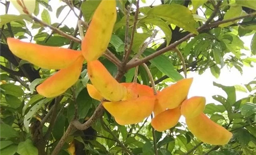 極具種植潛力的鄉(xiāng)土樹種“鳳眼果”