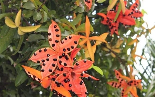 極具種植潛力的鄉(xiāng)土樹種“鳳眼果”