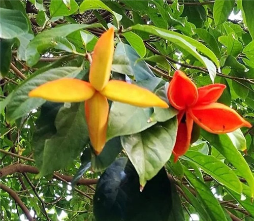 極具種植潛力的鄉(xiāng)土樹種“鳳眼果”