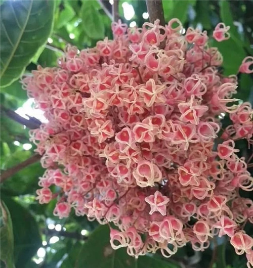 極具種植潛力的鄉(xiāng)土樹種“鳳眼果”