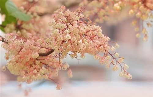 極具種植潛力的鄉(xiāng)土樹種“鳳眼果”