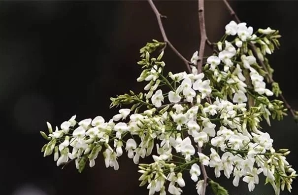 優(yōu)良經濟樹種黃檀的栽培技術