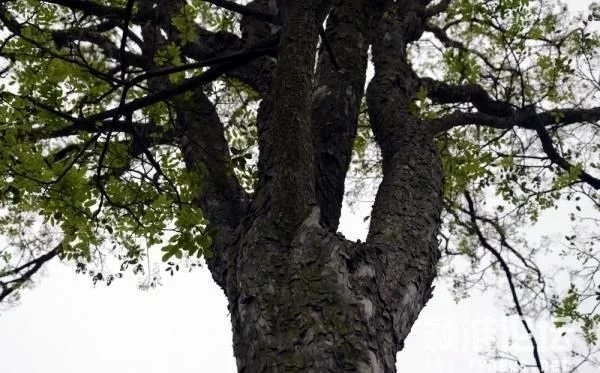 優(yōu)良經濟樹種黃檀的栽培技術