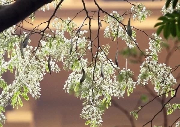 優(yōu)良經濟樹種黃檀的栽培技術