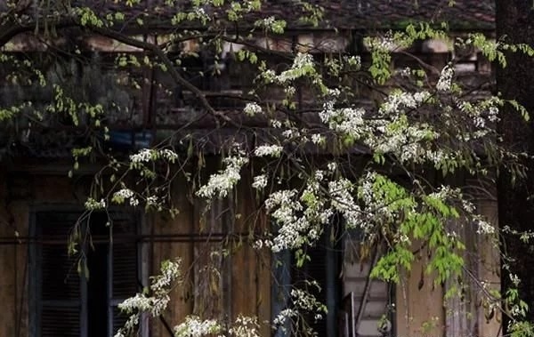 優(yōu)良經濟樹種黃檀的栽培技術