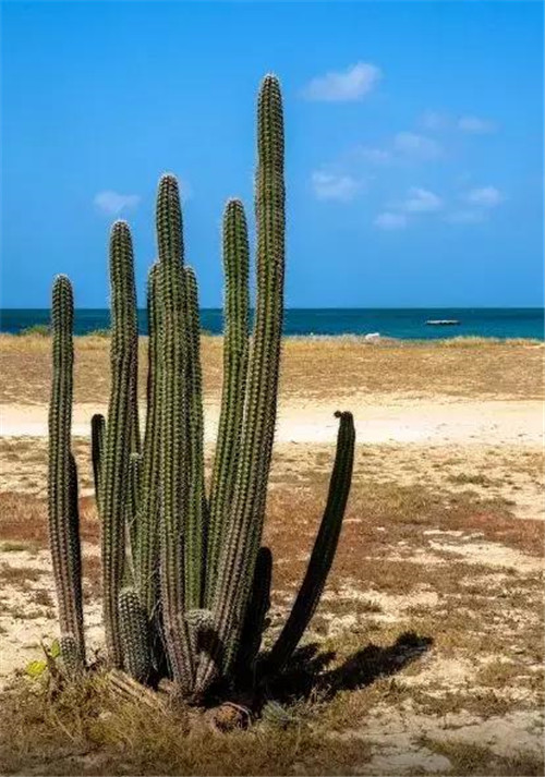 Arikok國(guó)家公園內(nèi)的仙人掌