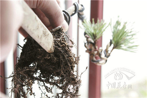 微型盆景縮天地于咫尺之間