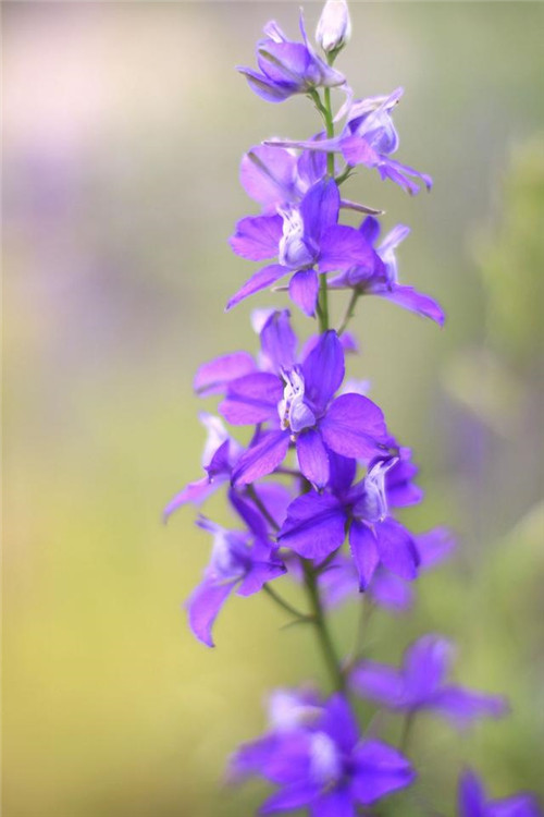 院子里必種的15種草本花卉推薦