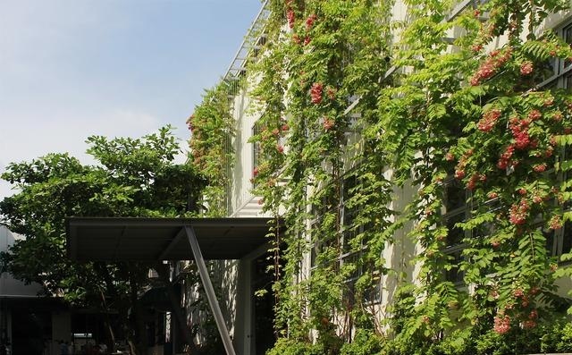 什么植物才適合用來做室外垂直綠化？