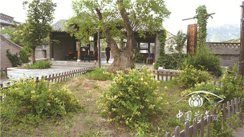 金銀花景觀應(yīng)用“多面手”