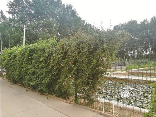 金銀花景觀應(yīng)用“多面手”