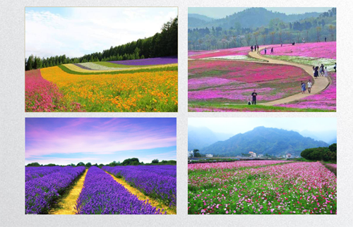 田如男:園林植物應用之思考