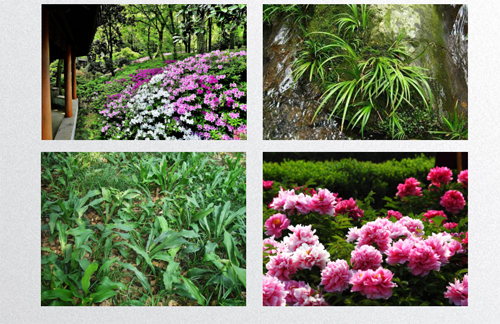 田如男:園林植物應用之思考