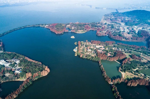 武漢緣何不再那么熱？城市植被如綠色空調