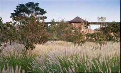 觀賞草在園林景觀中的運用