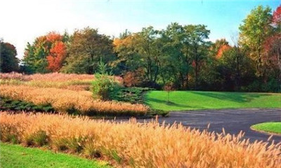 觀賞草在園林景觀中的運用