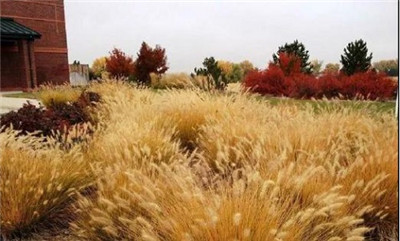 觀賞草在園林景觀中的運用