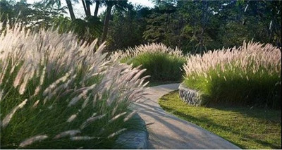 觀賞草在園林景觀中的運用