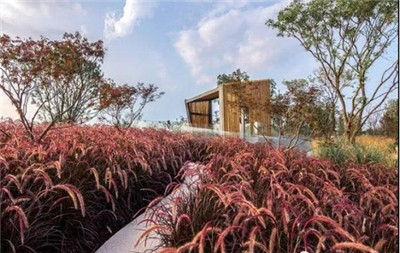 觀賞草在園林景觀中的運用