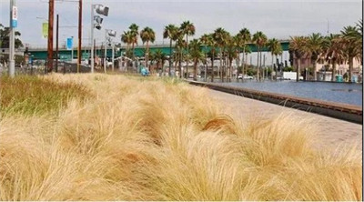 觀賞草在園林景觀中的運用