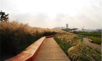 觀賞草在園林景觀中的運用