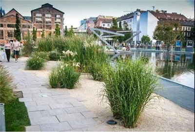 觀賞草在園林景觀中的運用