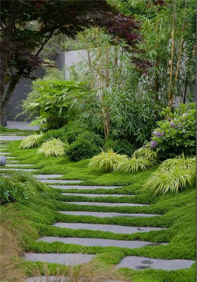 觀賞草在園林景觀中的運用