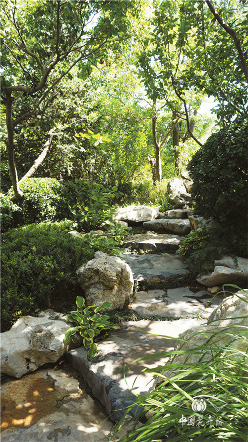 玉簪炎炎夏日中的一抹清涼