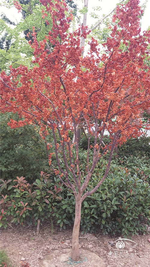 如何解決紅楓夏季卷葉干枯問題