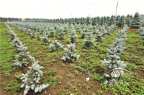 淺談科羅拉多藍杉整形修剪