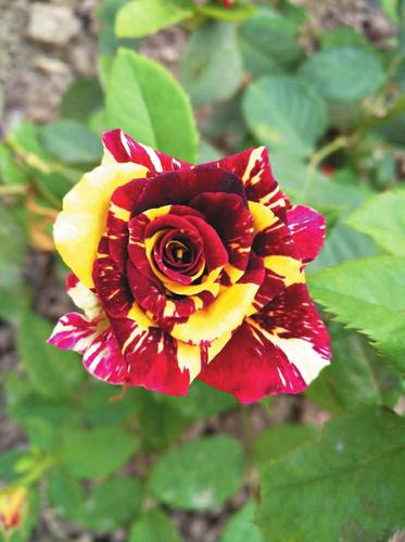 看!這種月季叫“流星雨”