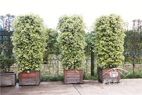 意大利絡(luò)石花葉俱美惹人醉